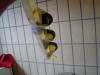 DSC04272.JPG